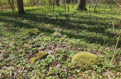 Parco storico in vendita Dębe Wielkie, Ruda, Mazovia, Foto 10/24