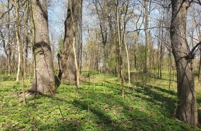 Parco storico in vendita Dębe Wielkie, Ruda, Mazovia, Foto 12/24