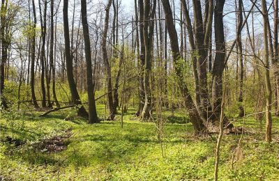 Parco storico in vendita Dębe Wielkie, Ruda, Mazovia, Foto 21/24