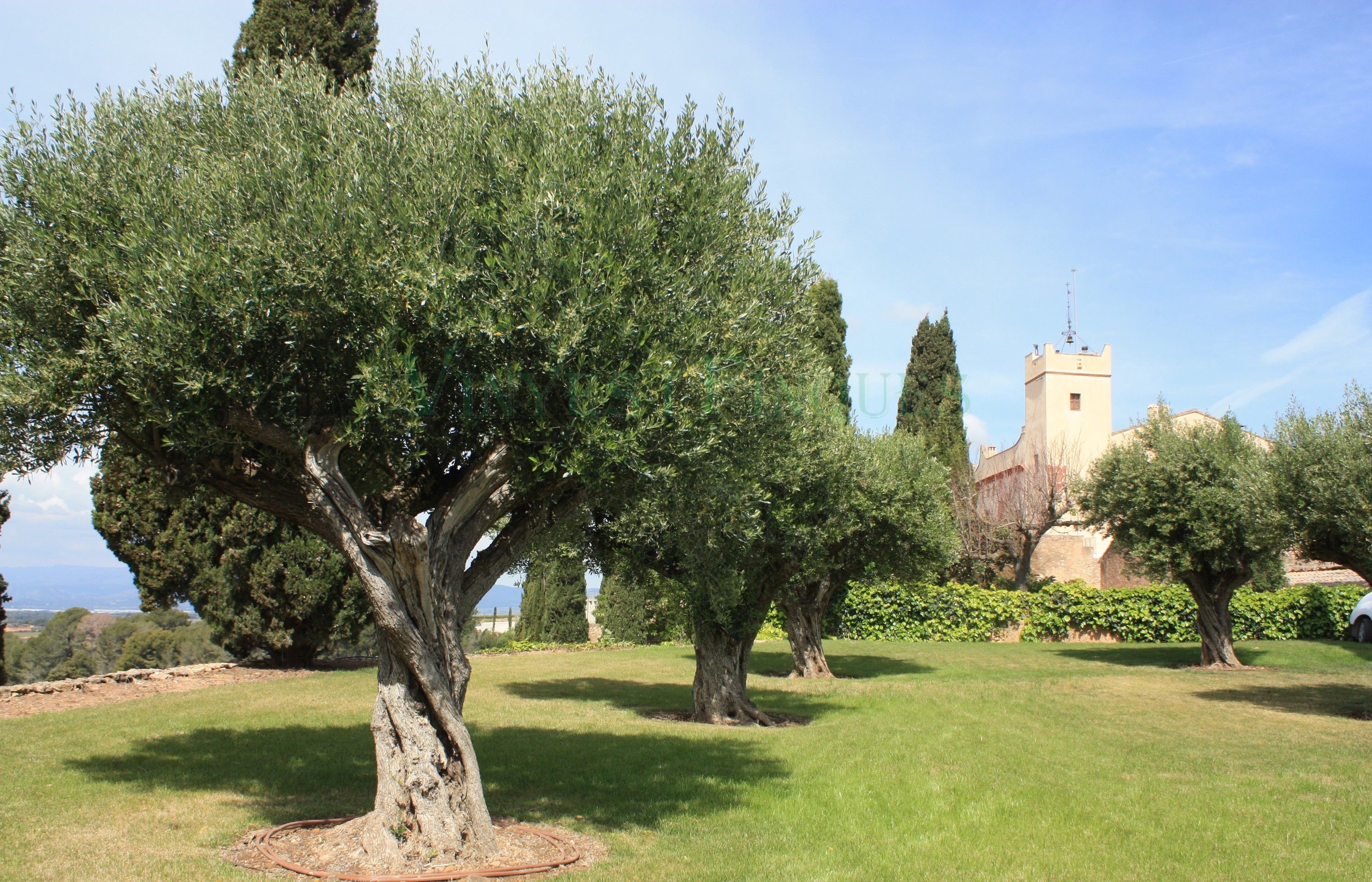 Immagini Tenuta con produzione di vino - 270 ettari